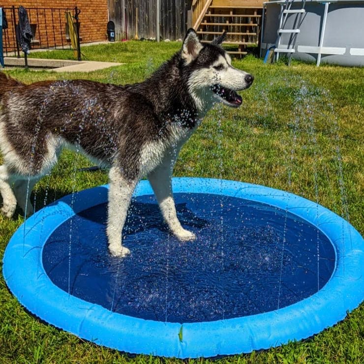 Diversión Refrescante - AquaPet Splash